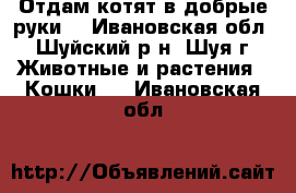 Отдам котят в добрые руки. - Ивановская обл., Шуйский р-н, Шуя г. Животные и растения » Кошки   . Ивановская обл.